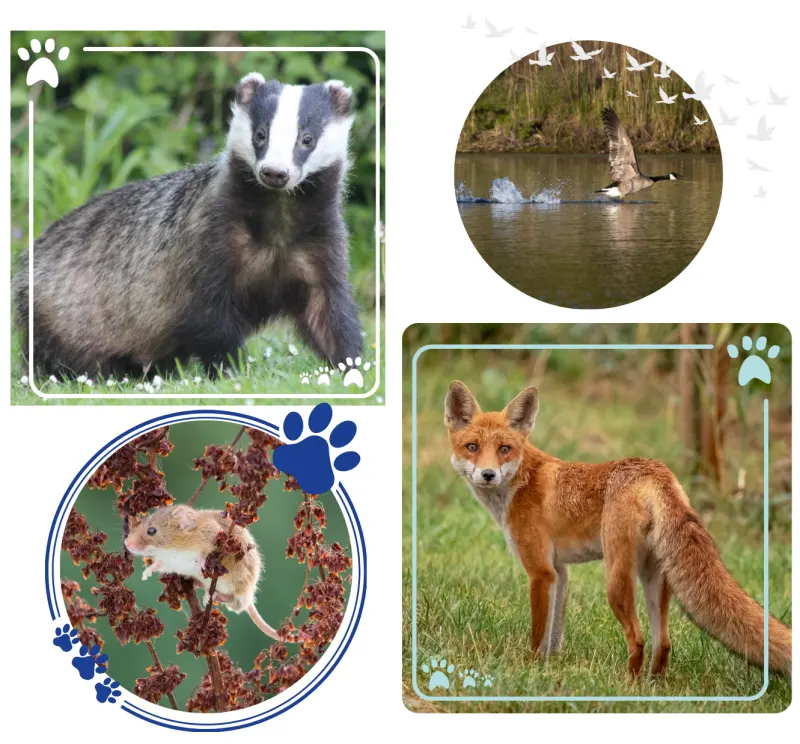 Badger, Canada goose, dormouse and red fox - shine sustainable cleaning and wildlife blog march 2026